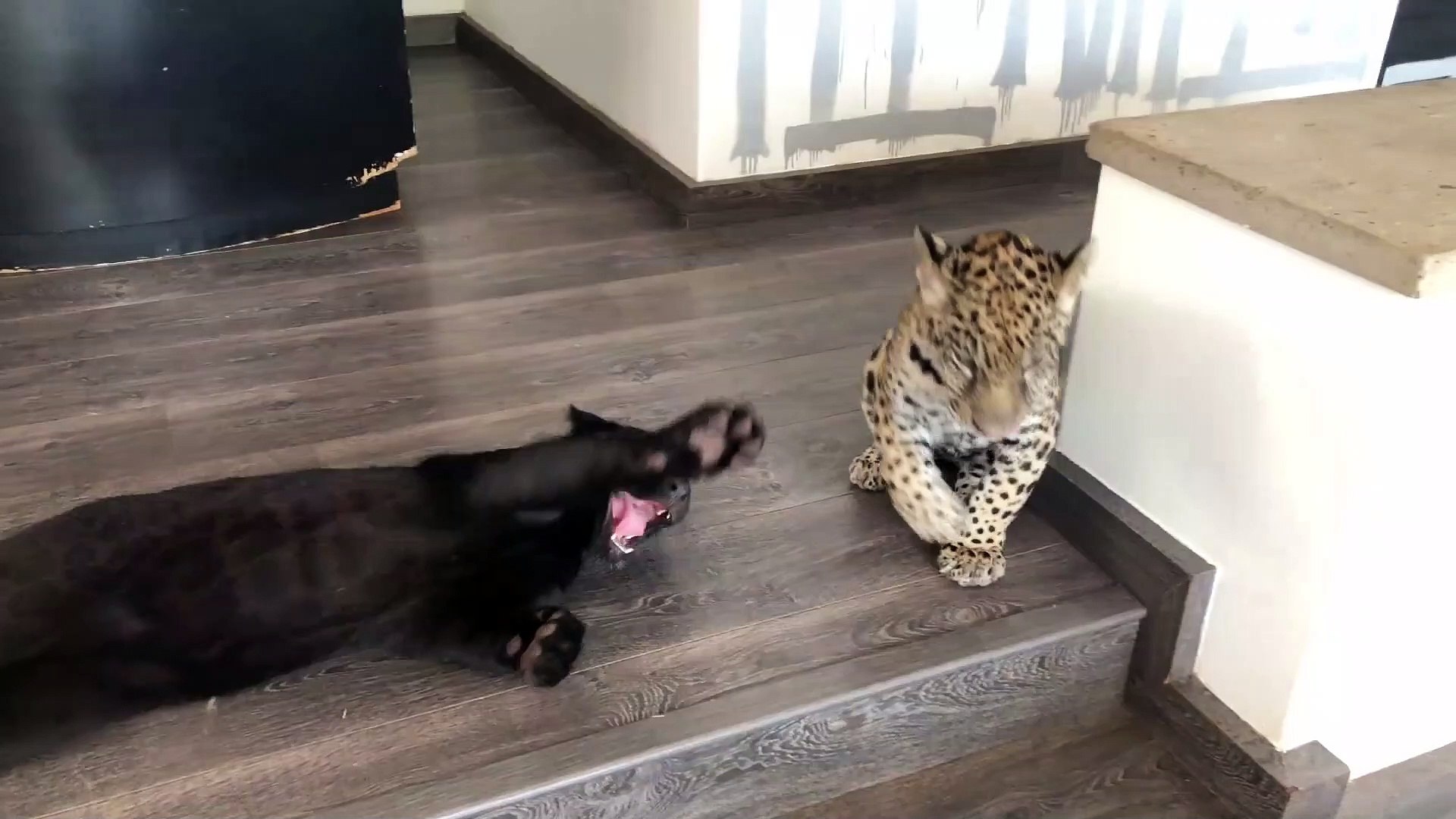 Cet Homme A Un Jaguar Et Une Panthere Noire De Compagnie Video Dailymotion