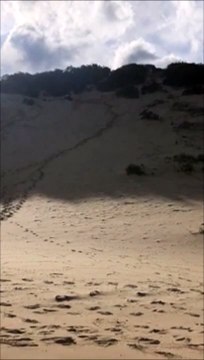 Surfer les dunes de sable... Complètement dingue