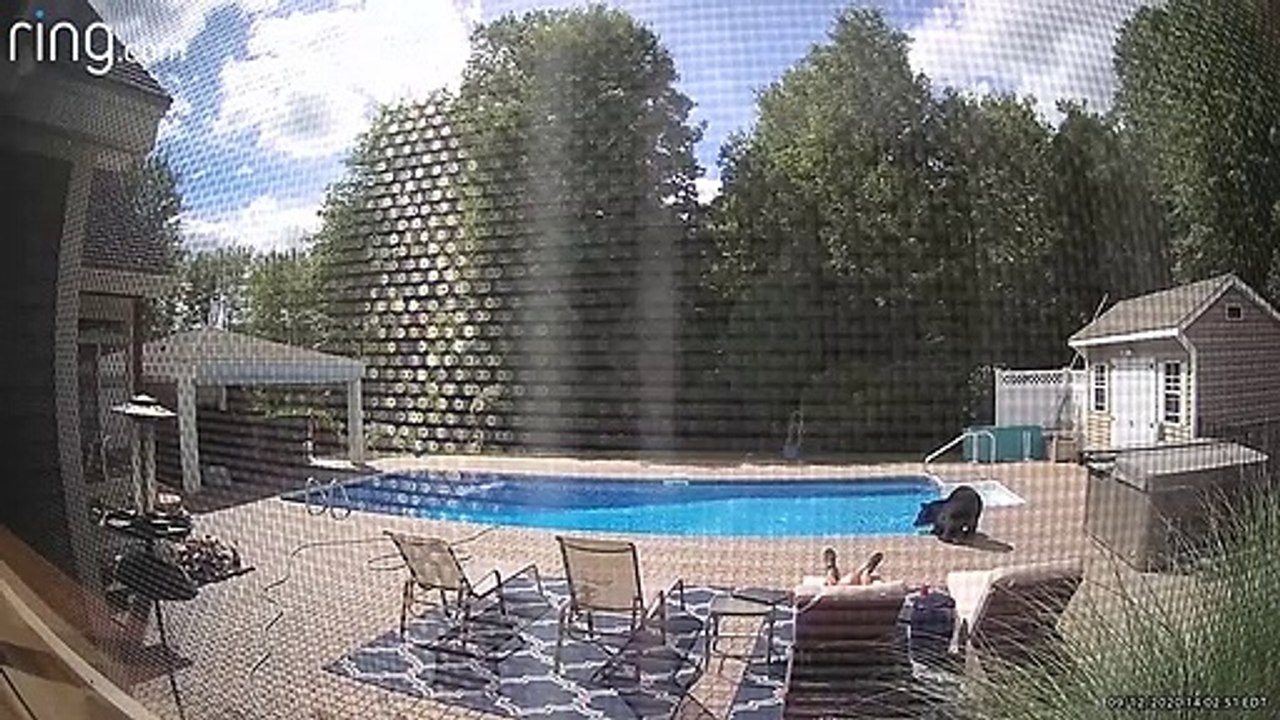 Petite visite imprévue en bord de piscine...