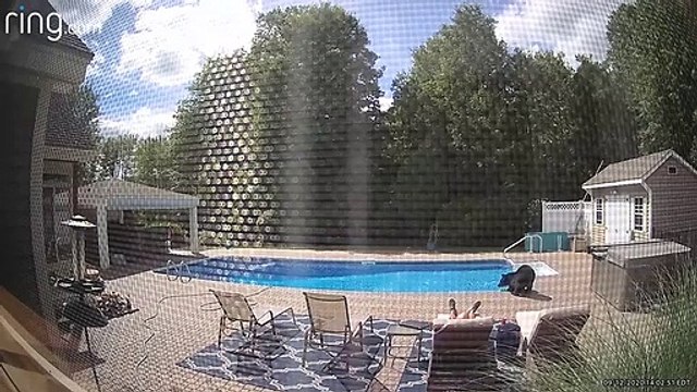Petite visite imprévue en bord de piscine...