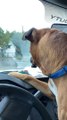Curious Dog is Mesmerized by Windshield Wipers