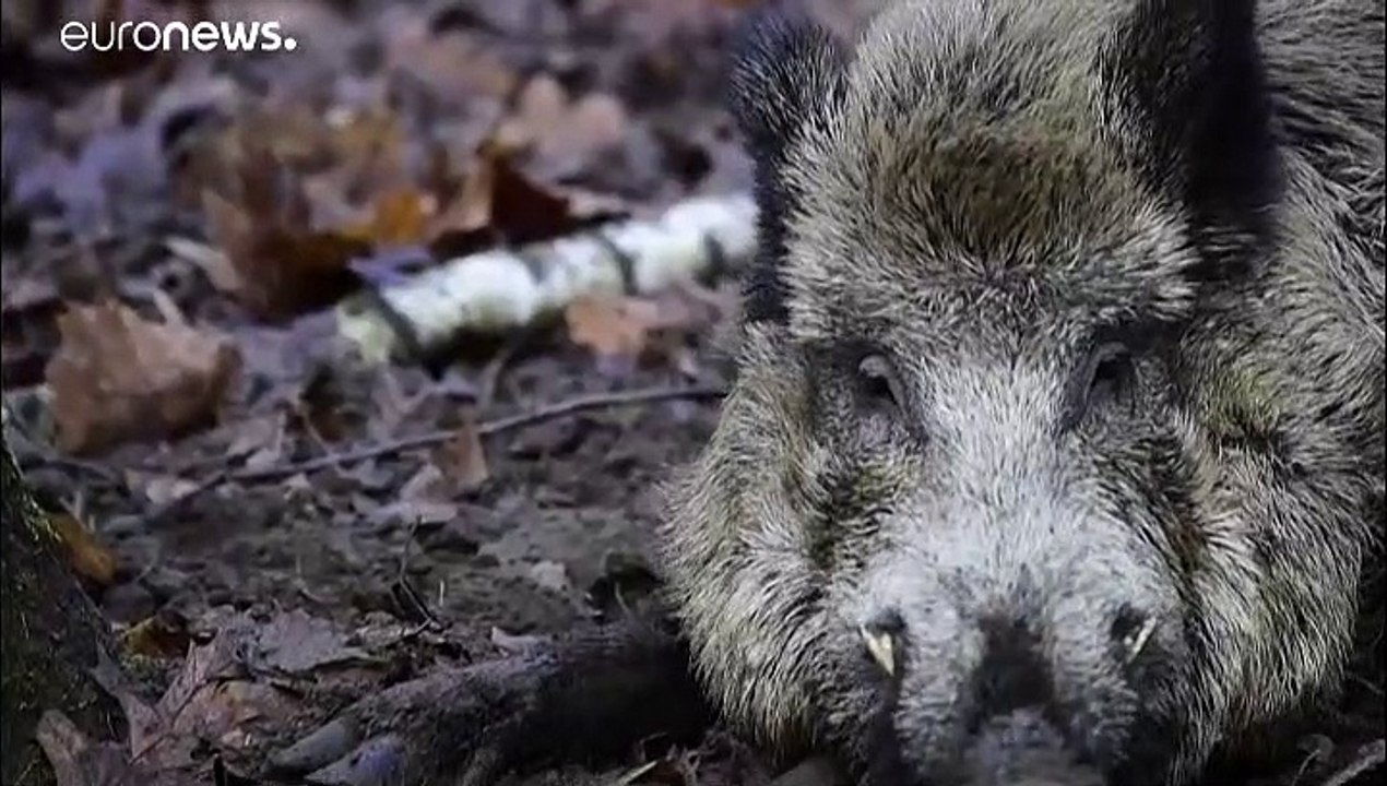 La filière de la viande porcine allemande inquiète, après plusieurs cas de peste porcine africaine