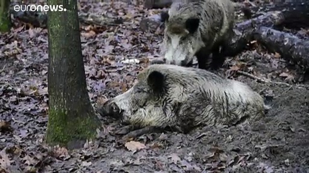 La filière de la viande porcine allemande inquiète, après plusieurs cas de peste porcine africaine