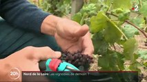 Bassin parisien : le nouvel El Dorado des viticulteurs ?