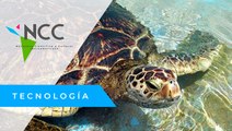 Guar­dia­nes de tor­tu­gas en Ma­la­sia, bus­can pre­ser­var­las para fu­tu­ras ge­ne­ra­cio­nes