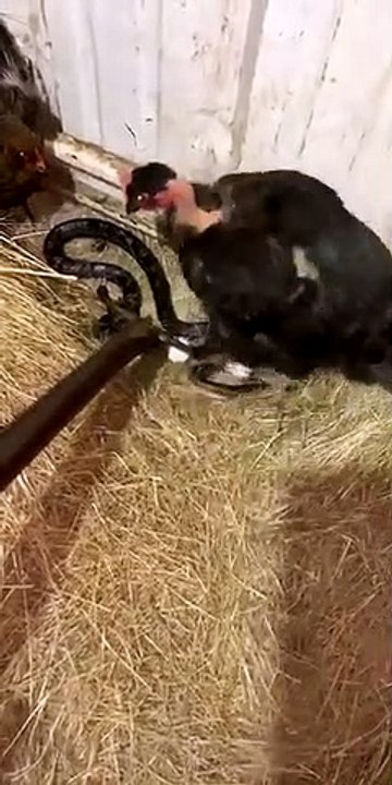 Chickens Defending Their Eggs Against a Snake