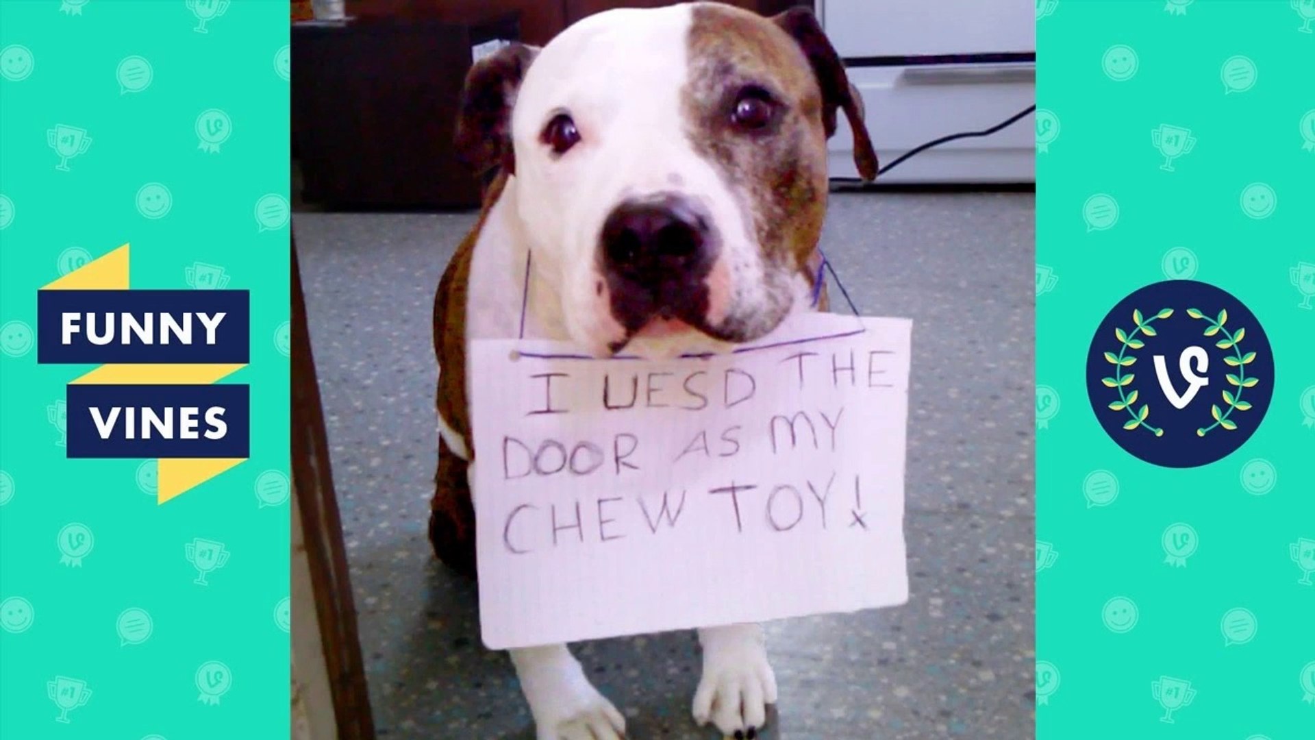 ⁣Best GUILTY Pets & Animals Compilation _ Funny Vines