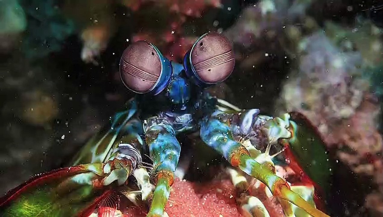 Absurd Season 1 video Dailymotion