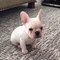 A French Bulldog seeking attention throws a tantrum by hopping around like a bunny rabbit