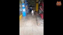 Videos de Risa - Animales - Perros y Gatos Chistosos __ CAIDAS Y VIDEOS GRACIOSOS 2020