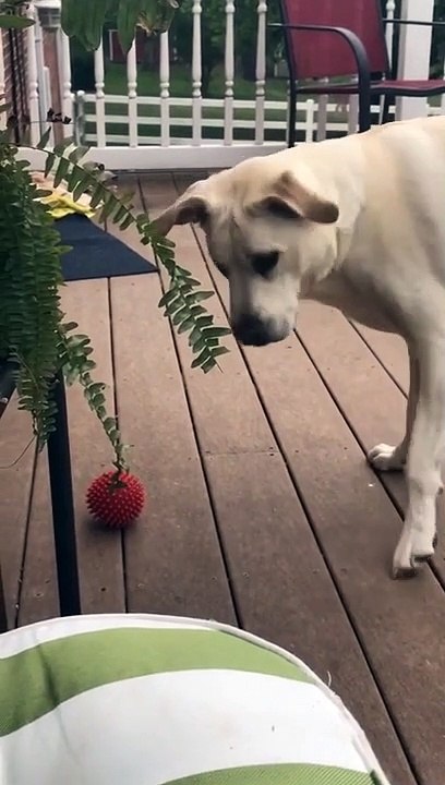 Labrador Intrigued by Butterfly Follows It Around