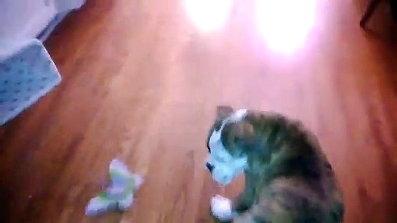 Olde English Bulldog Puppy Afraid of Butterfly HD