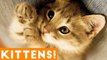 Cutest Kitten Video Compilation of June 2018 _ Funny Pet Videos