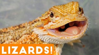 Ultimate Funny Lizard Compilation of 2018 _ Funny Pet Videos