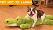 Cute Funny Dogs & Cat Videos Animals Compilation _ Funny Pet Videos June 2018