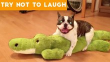 Cute Funny Dogs & Cat Videos Animals Compilation _ Funny Pet Videos June 2018