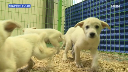 "동물 학대 안돼요"…경남 고성 동물 행복도시 선언