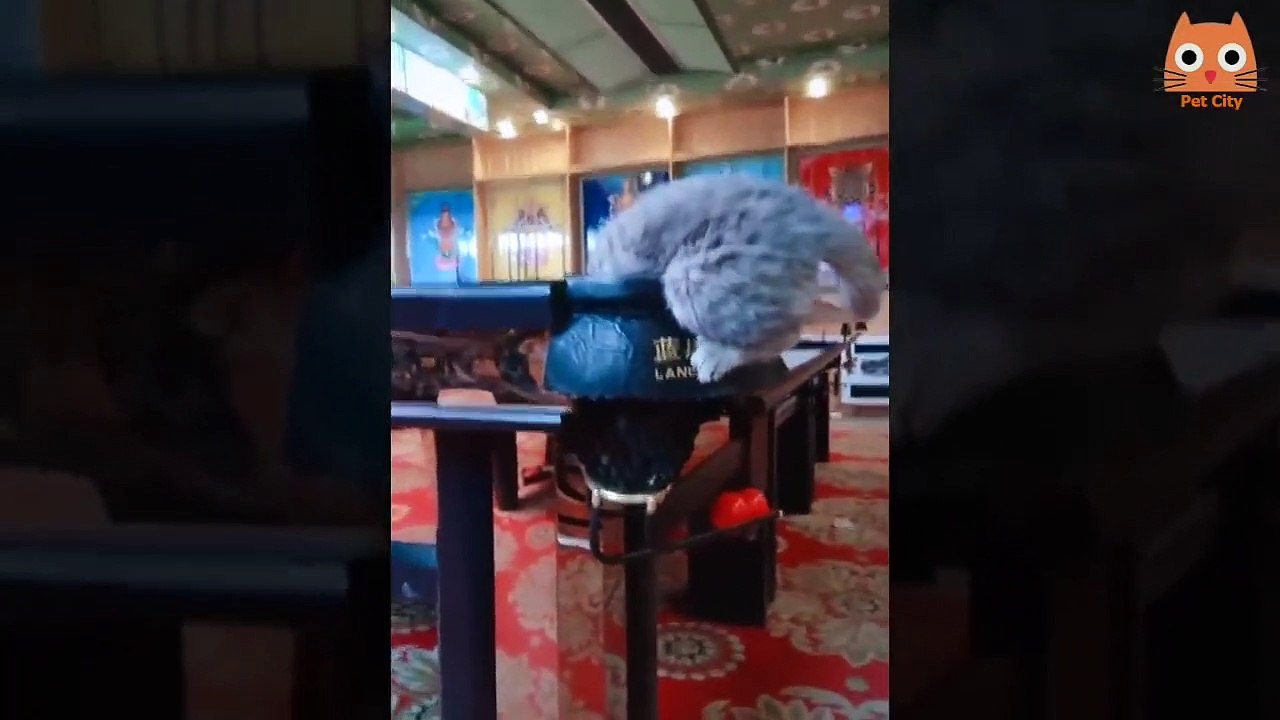 Try not to laugh #3
