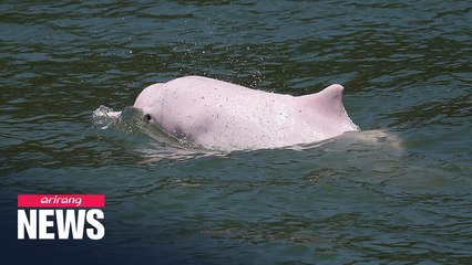 Rare dolphins return to Hong Kong after ferry traffic pause amid lockdown