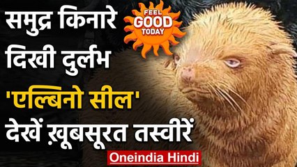 Feel Good Today : समुद्र किनारे दिखी दुर्लभ Albino Seal, Social Media पर वायरल | वनइंडिया हिंदी