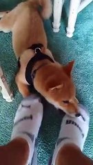 Shiba Inu puppy playing with socks