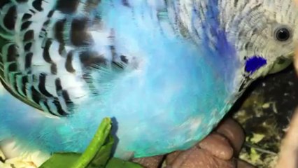 My Lovely Budgies Feeding with Chicks