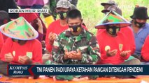 TNI Panen Padi Upaya Ketahan Pangan Ditengah Pendemi