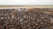 10.000 patos limpian de plagas los arrozales de Tailandia
