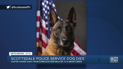 Scottsdale police service dog dies