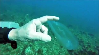 Hayalet balık Salpidae. Şeffaf yapıya sahip olan bu hayalet balığı görüntüleyen dalgıç Raniero Borg, 40 yıllık dalış hayatında ilk kez böyle bir canlıyla karşılaştığını belirtiyor.