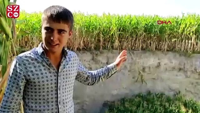 Mısır tarlasının ortasında obruk oluştu