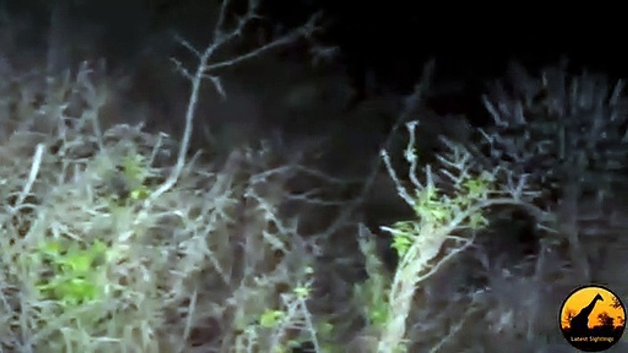 Lion and ,Porcupine, Interaction, - Latest Wildlife, Sightings