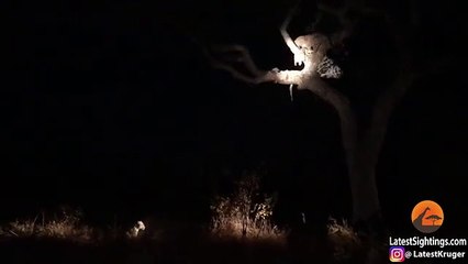 Leopard vs Leopard, vs Hyenas ,Over Food