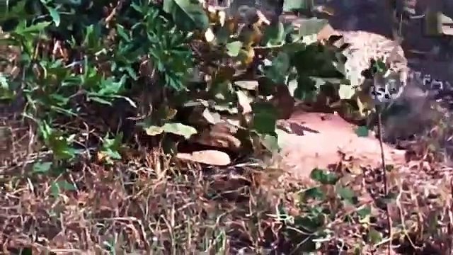 Leopards vs. Python Snake, Real Fight, - Leopard Wild, Big Battle, - Most Amazing ,Wild Animal ,Attacks