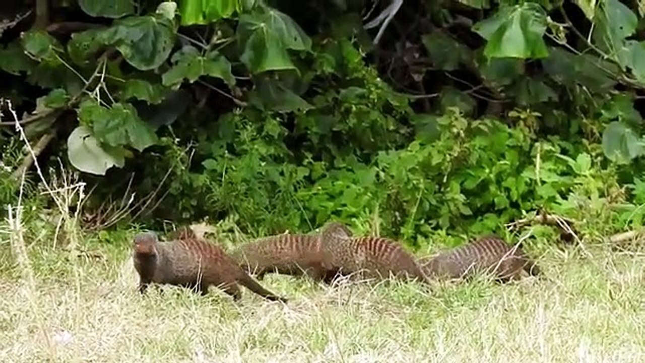 Lion Big Battle In, The Desert, Mongoose and the, unexpected  , Most Amazing, Big Cats Attack ,of Animals