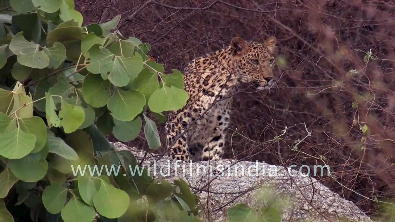 A leopard and its natural bestie | Camouflage among rocks and dry bushes