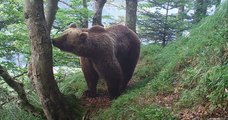Au moins 10 oursons sont nés cette année dans les Pyrénées