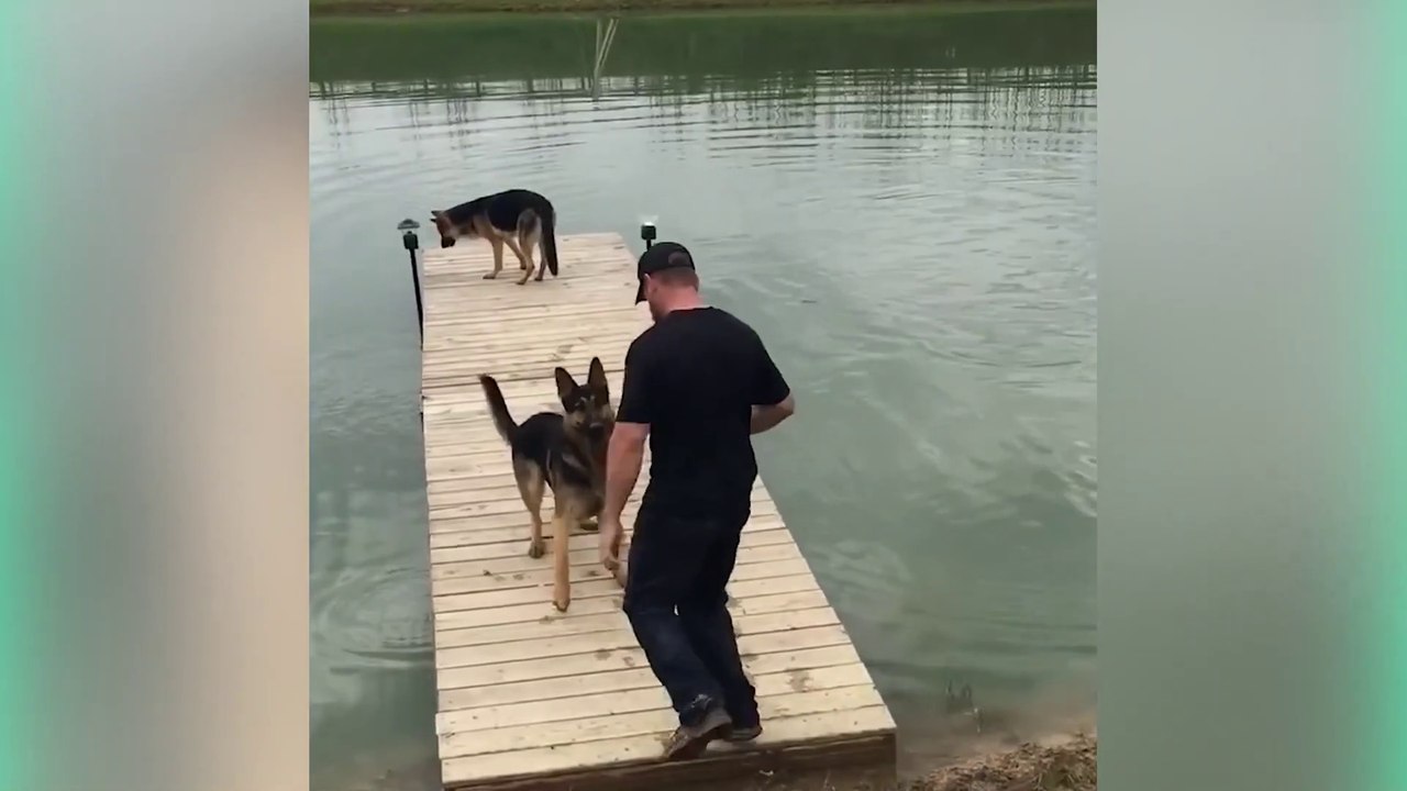 Funny Dogs Water Fails Compilation 2020  try not to laugh - dogs fails - dog compilation