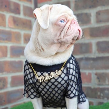 Il n’existe que 100 carlins de couleur rose comme “Milkshake”