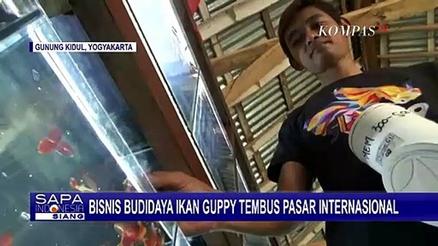 Bisnis Menjanjikan Ikan Guppy yang Tembus Pasar Internasional