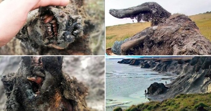 Découverte en Sibérie d'une momie d'ours des cavernes datant de plusieurs milliers d'années, une grande première