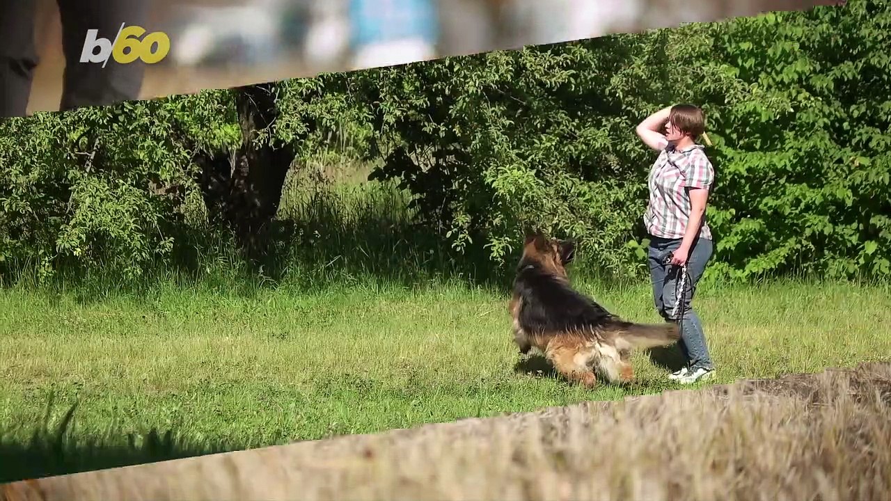 This Adorable Dog Loves Helping Disabled Owner With Laundry and Gardening Chores
