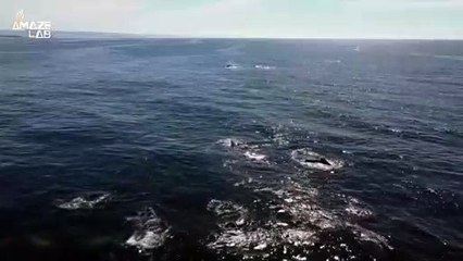 This is the ‘Whale Super Highway’ Where Thousands of Humpbacks Travel Every Year