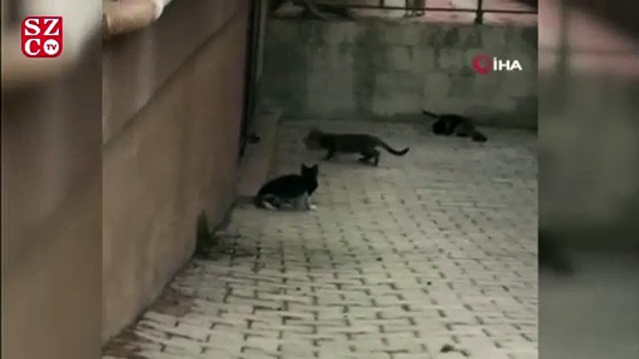 Fare 5 kediye kafa tuttu