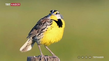 New Mexico'da gökten ölü kuş yağdı