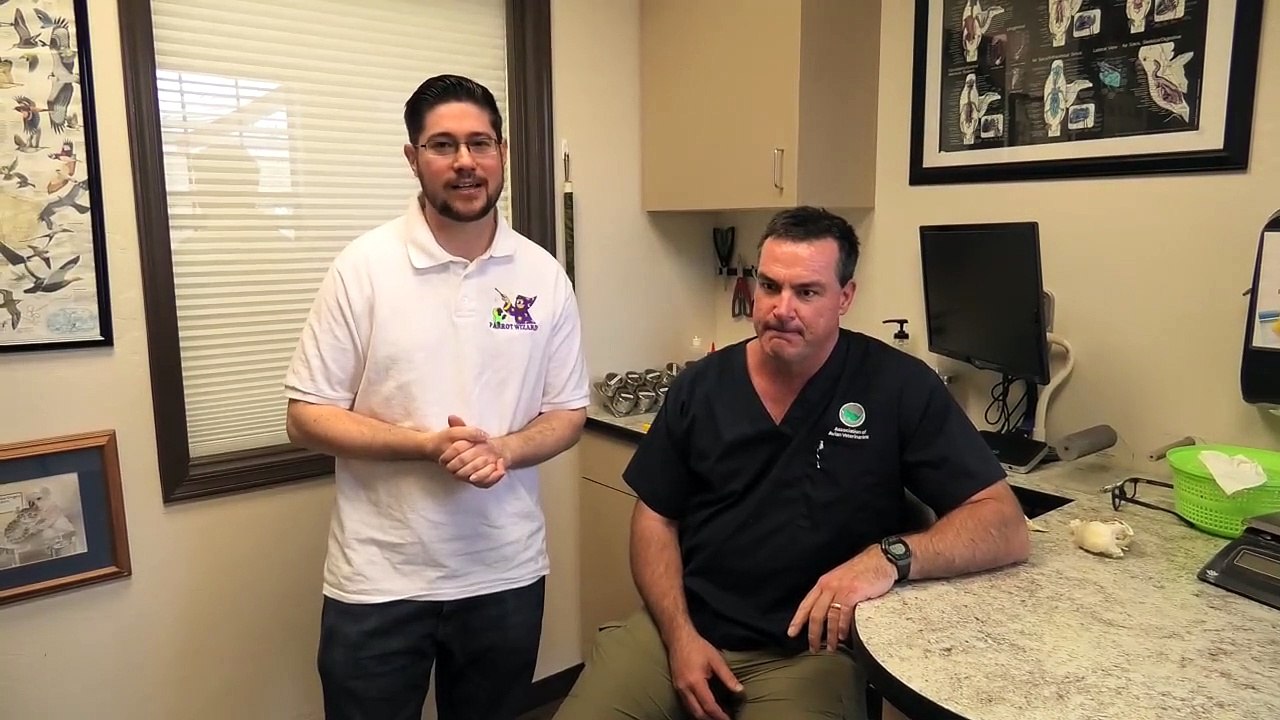 Interview With Avian Veterinarian Dr Todd Driggers Video Dailymotion