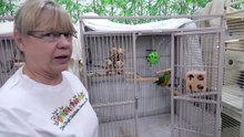 Cage Bound Senegal Parrot for Adoption at Ginger's Parrot Rescue - Jasmine
