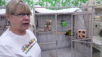 Cage Bound Senegal Parrot for Adoption at Ginger's Parrot Rescue - Jasmine