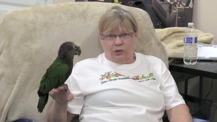 Jake the Hawk-Headed Parrot at Ginger's Parrot Rescue