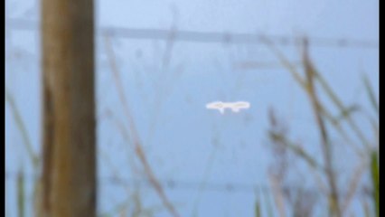 Real UFO Sightings! Wait tell you See This! Amazing Bright UFO Jan 27,2012